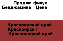 Продам фикус Бенджамина › Цена ­ 1 000 - Красноярский край, Красноярск г.  »    . Красноярский край